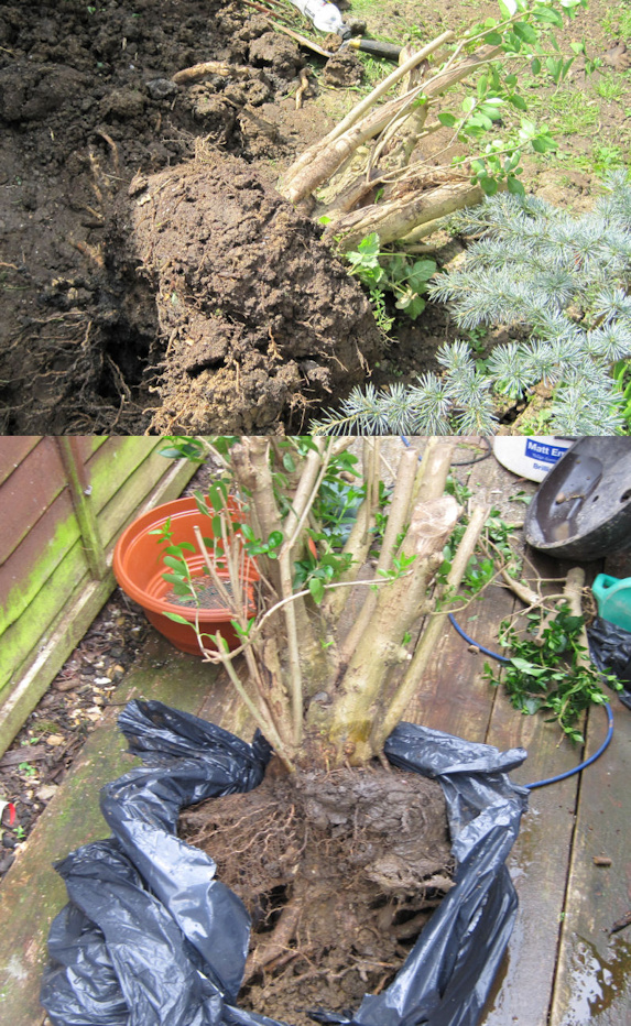 Privet Bonsai Styling 